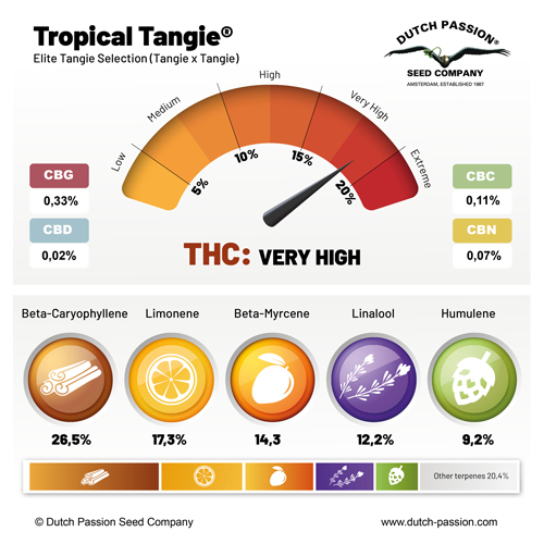 Tropical Tangie terpenes overview